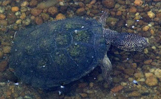 Pelusios sinuatus (Serrated terrapin) 