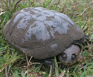 Pelomedusa subrufa (Marsh terrapin, Helmeted terrapin)