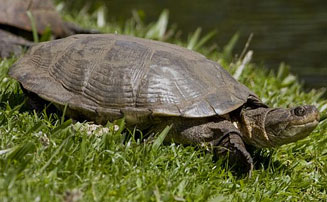 Pelomedusa subrufa (Marsh terrapin, Helmeted terrapin)