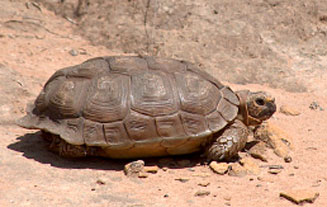 Homopus femoralis (Greater padloper)