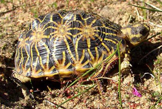 Psammobates geometricus (Geometric tortoise)