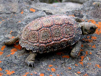 Homopus signatus (Speckled padloper)
