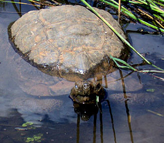 Stigmochelys pardalis (Leopard tortoise) 