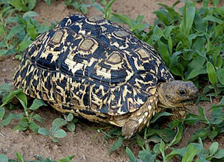 Stigmochelys pardalis (Leopard tortoise) 