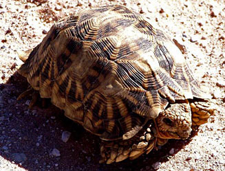 Psammobates oculifer (Serrated tent tortoise, Kalahari tent tortoise)