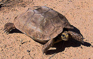 Homopus femoralis (Greater padloper)