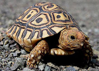 Stigmochelys pardalis (Leopard tortoise) 