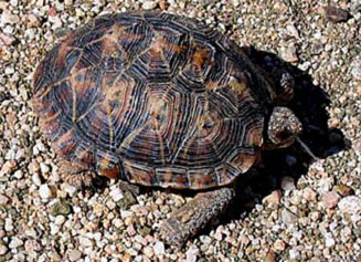 Psammobates tentorius (Common tent tortoise)