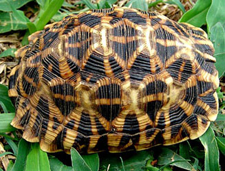 Psammobates oculifer (Serrated tent tortoise, Kalahari tent tortoise)