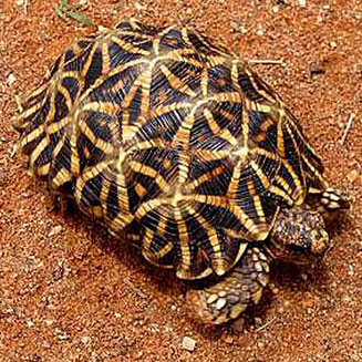 Psammobates oculifer (Serrated tent tortoise, Kalahari tent tortoise)