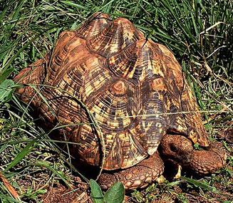 Stigmochelys pardalis (Leopard tortoise) 
