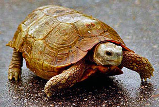 Kinixys spekii (Speke's hinged tortoise)