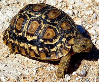 Stigmochelys pardalis (Leopard tortoise) 