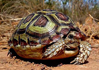 Homopus areolatus (Parrot-beaked tortoise)