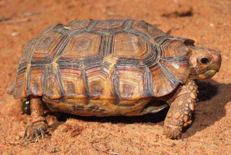 Kinixys spekii (Speke's hinged tortoise)