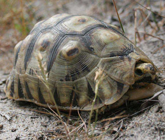 Chersina angulata (Angulate tortoise)