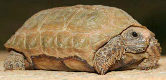Homopus boulengeri (Karoo padloper, Boulenger's padloper)