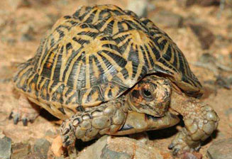 Psammobates tentorius (Common tent tortoise)