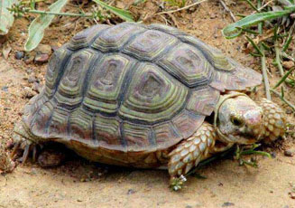 Homopus areolatus (Parrot-beaked tortoise)