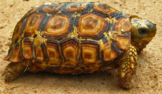 Kinixys lobatsiana (Lobatse hinged tortoise)