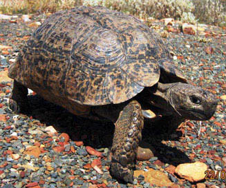 Stigmochelys pardalis (Leopard tortoise) 