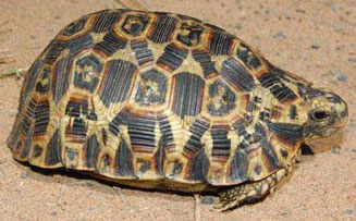 Kinixys belliana (Bell's hinged tortoise)