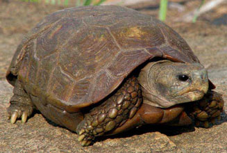 Kinixys spekii (Speke's hinged tortoise)