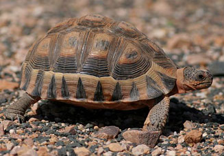 Chersina angulata (Angulate tortoise)