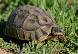 Chersina angulata (Angulate tortoise)