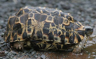 Kinixys belliana (Bell's hinged tortoise)