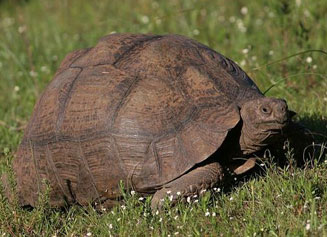 Stigmochelys pardalis (Leopard tortoise) 