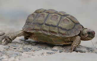 Homopus areolatus (Parrot-beaked tortoise)