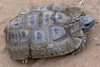 Kinixys spekii (Speke's hinged tortoise)