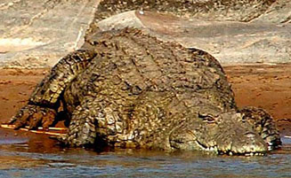 Crocodylus niloticus (Nile crocodile)