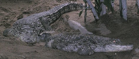 Crocodylus niloticus (Nile crocodile)