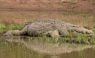 Crocodylus niloticus (Nile crocodile)