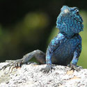 Agama atra, Western Cape. [photo Harebottle D. , from SARCA Virtual Museum]