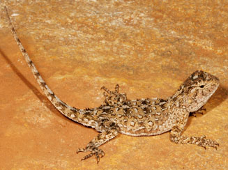 Agama aculeata (Ground agama)