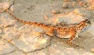 Agama aculeata (Ground agama)