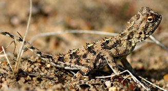 Agama hispida (Southern spiny agama)