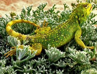 Agama hispida (Southern spiny agama)