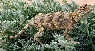 Agama hispida (Southern spiny agama)