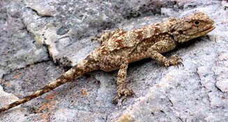 Agama atra (Southern rock agama, Knobel's agama)