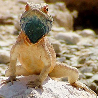 Agama anchietae (Anchieta's agama)