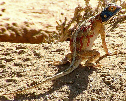 Agama anchietae (Anchieta's agama)