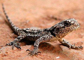 Acanthocercus atricollis (Southern Tree Agama)