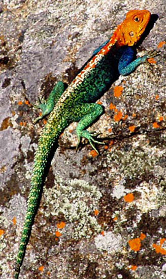 Agama kirkii (Kirk's rock agama)