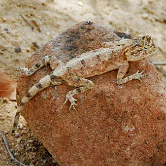 Agama anchietae (Anchieta's agama)