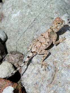 Agama anchietae (Anchieta's agama)