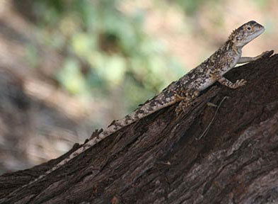 Agama etoshae (Etosha agama)